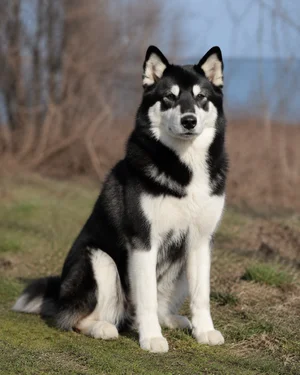 Canadian Eskimo Dog — sitting
