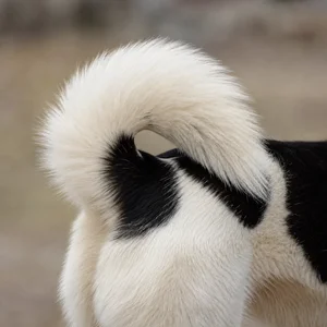 Canadian Eskimo Dog — tail