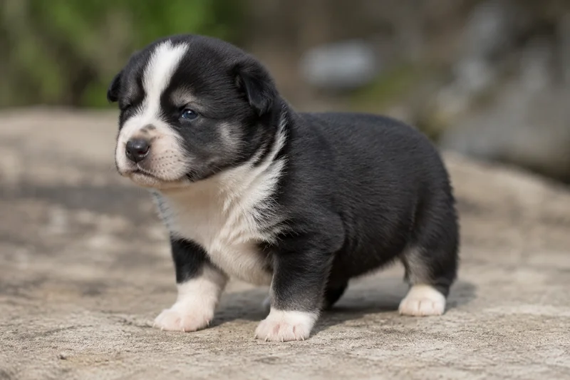 Canadian Eskimo Dog — young puppy (~1 mo)