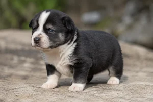 Canadian Eskimo Dog — young puppy (~1 mo)