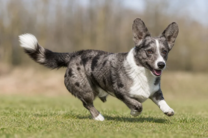 Cardigan Welsh Corgi — running