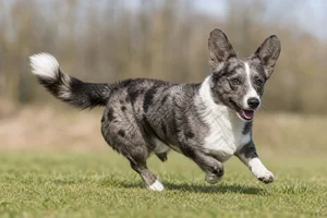 Cardigan Welsh Corgi — running