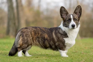 Cardigan Welsh Corgi — adult