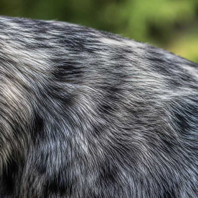 Cardigan Welsh Corgi — coat texture