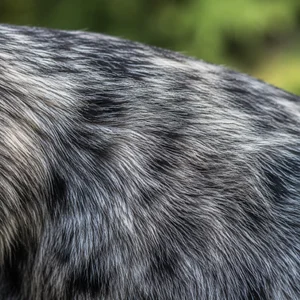 Cardigan Welsh Corgi — coat texture