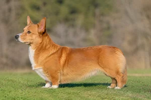 Cardigan Welsh Corgi — Red coat