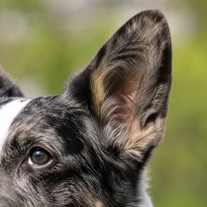 Cardigan Welsh Corgi — ears