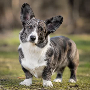 Cardigan Welsh Corgi — alert