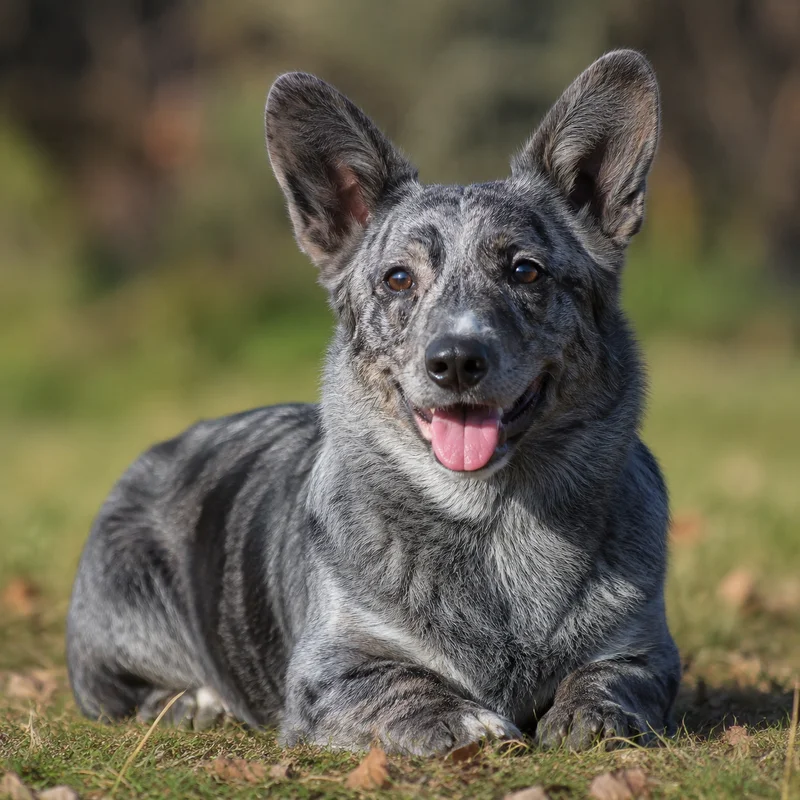 Cardigan Welsh Corgi — happy