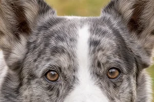 Cardigan Welsh Corgi — eyes