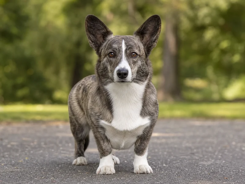 Cardigan Welsh Corgi — front