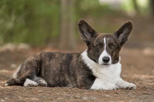 Cardigan Welsh Corgi — lying down