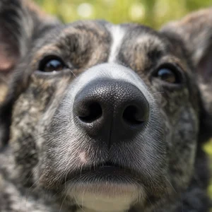 Cardigan Welsh Corgi — nose
