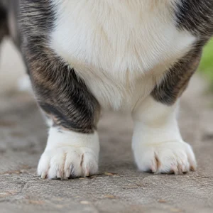 Cardigan Welsh Corgi — paws