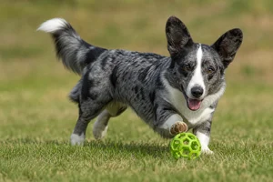 Cardigan Welsh Corgi — playing