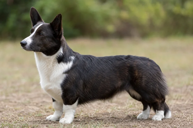 Cardigan Welsh Corgi — side