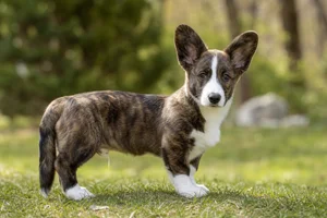 Cardigan Welsh Corgi — puppy (~4 mo)
