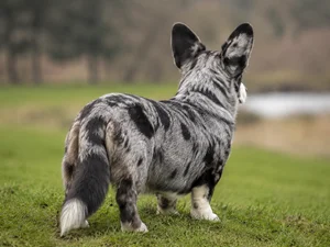 Cardigan Welsh Corgi — rear
