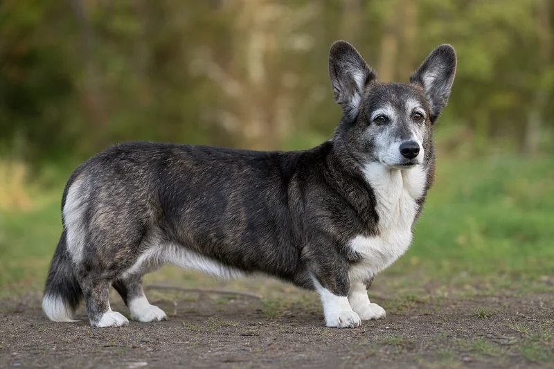 Cardigan Welsh Corgi — senior