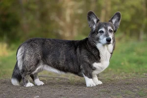 Cardigan Welsh Corgi — senior