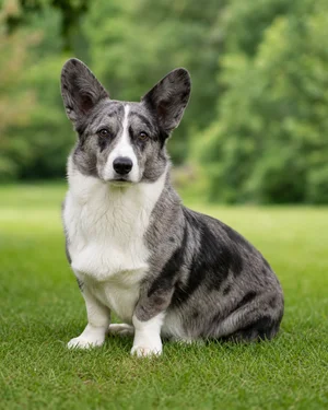Cardigan Welsh Corgi — sitting