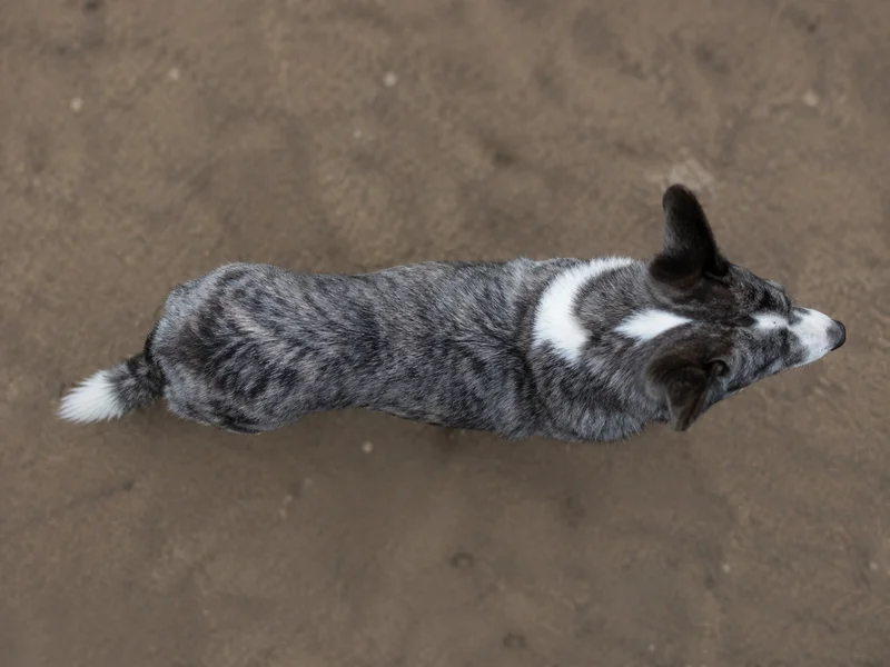 Cardigan Welsh Corgi — top