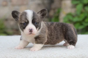 Cardigan Welsh Corgi — young puppy (~1 mo)