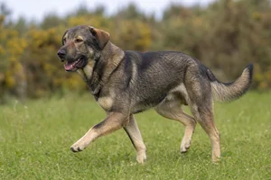 Castro Laboreiro Dog — running