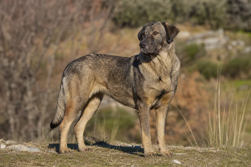 Castro Laboreiro Dog — adult