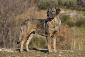 Castro Laboreiro Dog — adult