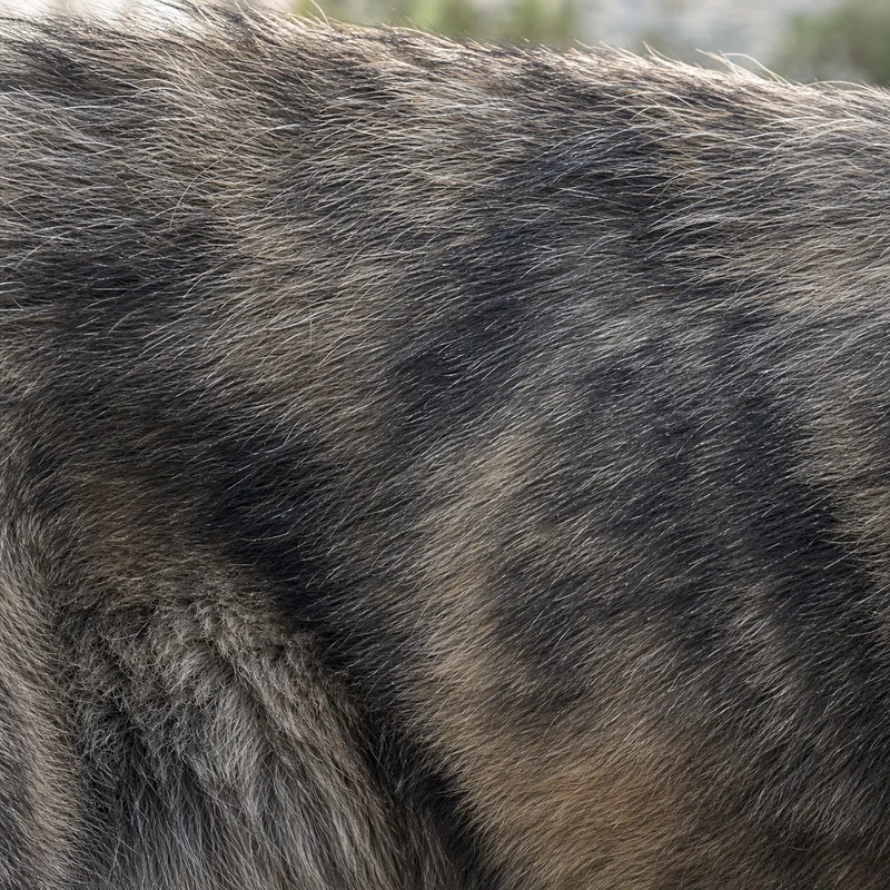 Castro Laboreiro Dog — coat texture