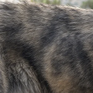 Castro Laboreiro Dog — coat texture