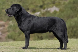 Castro Laboreiro Dog — Black coat