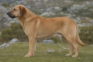 Castro Laboreiro Dog — Fawn coat