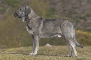 Castro Laboreiro Dog — Wolf gray coat