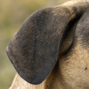 Castro Laboreiro Dog — ears
