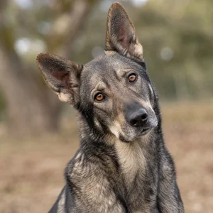 Castro Laboreiro Dog — alert