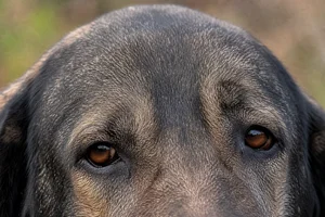 Castro Laboreiro Dog — eyes