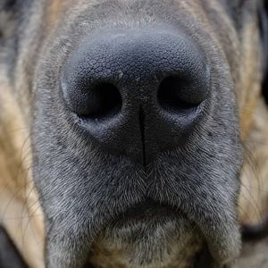 Castro Laboreiro Dog — nose