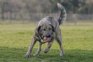 Castro Laboreiro Dog — playing