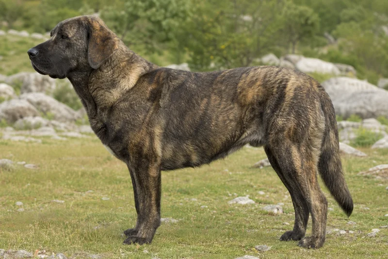 Castro Laboreiro Dog — side