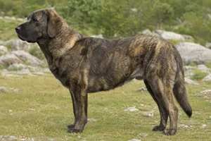 Castro Laboreiro Dog dog