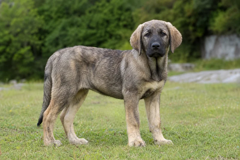 Castro Laboreiro Dog — puppy (~4 mo)