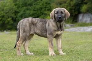 Castro Laboreiro Dog — puppy (~4 mo)