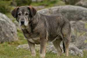Castro Laboreiro Dog — senior
