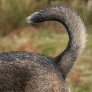Castro Laboreiro Dog — tail