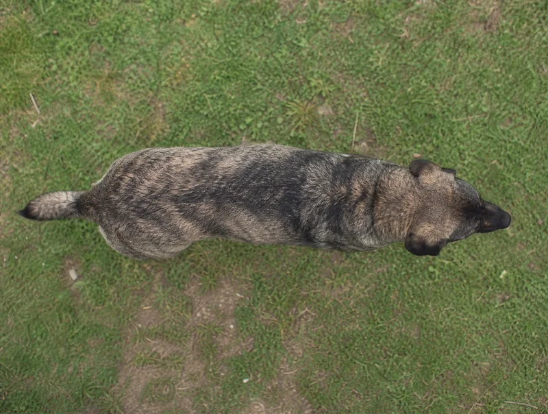 Castro Laboreiro Dog — top