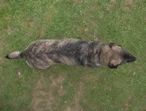 Castro Laboreiro Dog — top