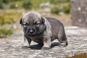 Castro Laboreiro Dog — young puppy (~1 mo)