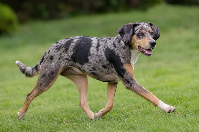 Catahoula Leopard Dog — running